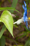 Whitemouth dayflower 